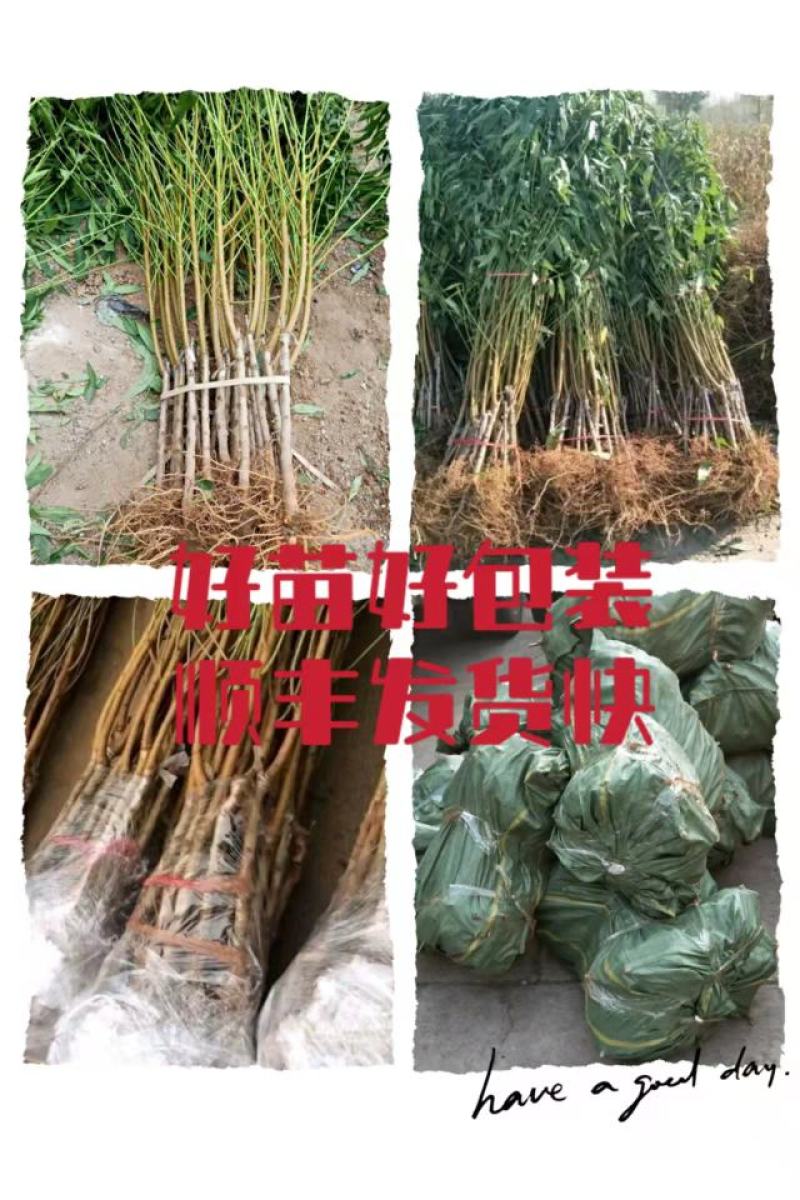 锦绣黄桃树苗:金皇后黄桃苗，金奎，黄金冠桃苗，83黄桃苗