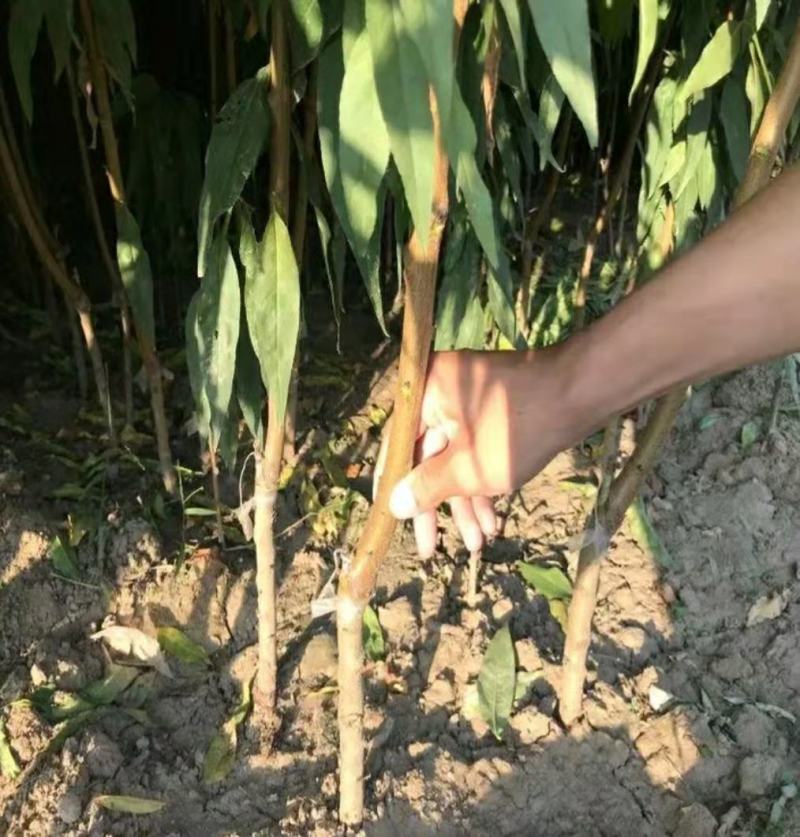 锦绣黄桃树苗:金皇后黄桃苗，金奎，黄金冠桃苗，83黄桃苗