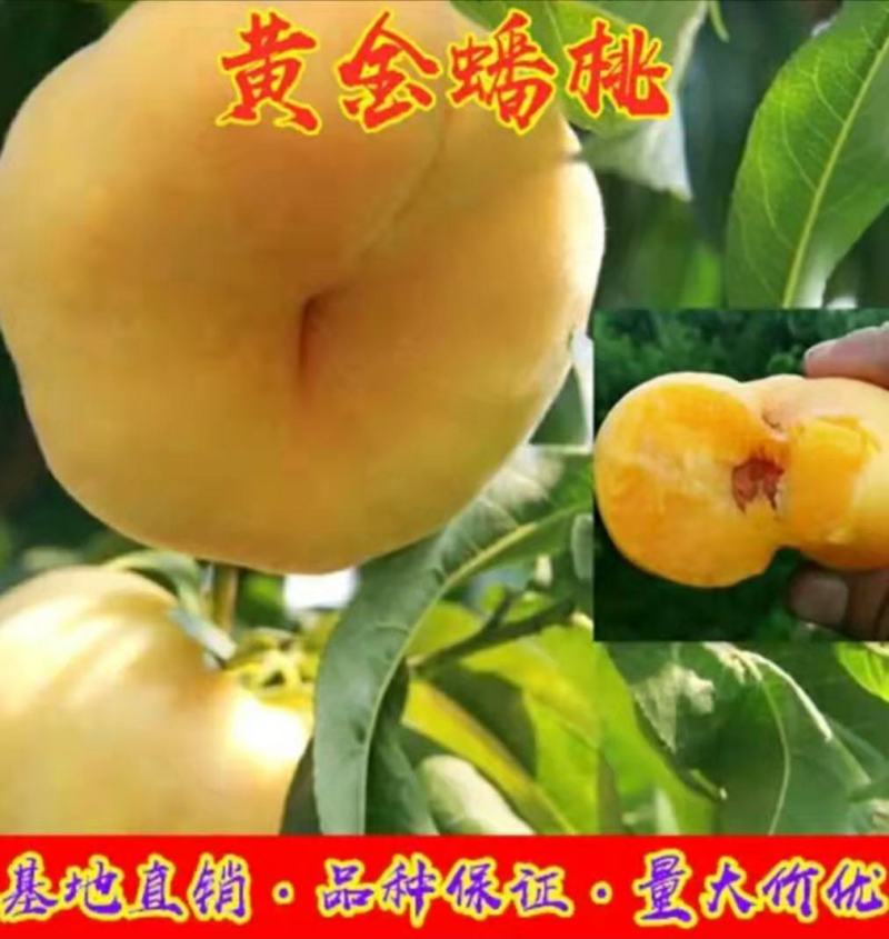 锦绣黄桃树苗:金皇后黄桃苗，金奎，黄金冠桃苗，83黄桃苗