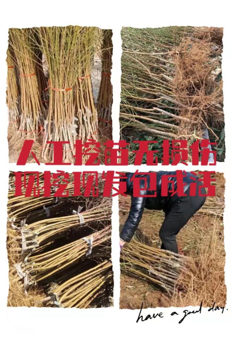 锦绣黄桃树苗:金皇后黄桃苗，金奎，黄金冠桃苗，83黄桃苗