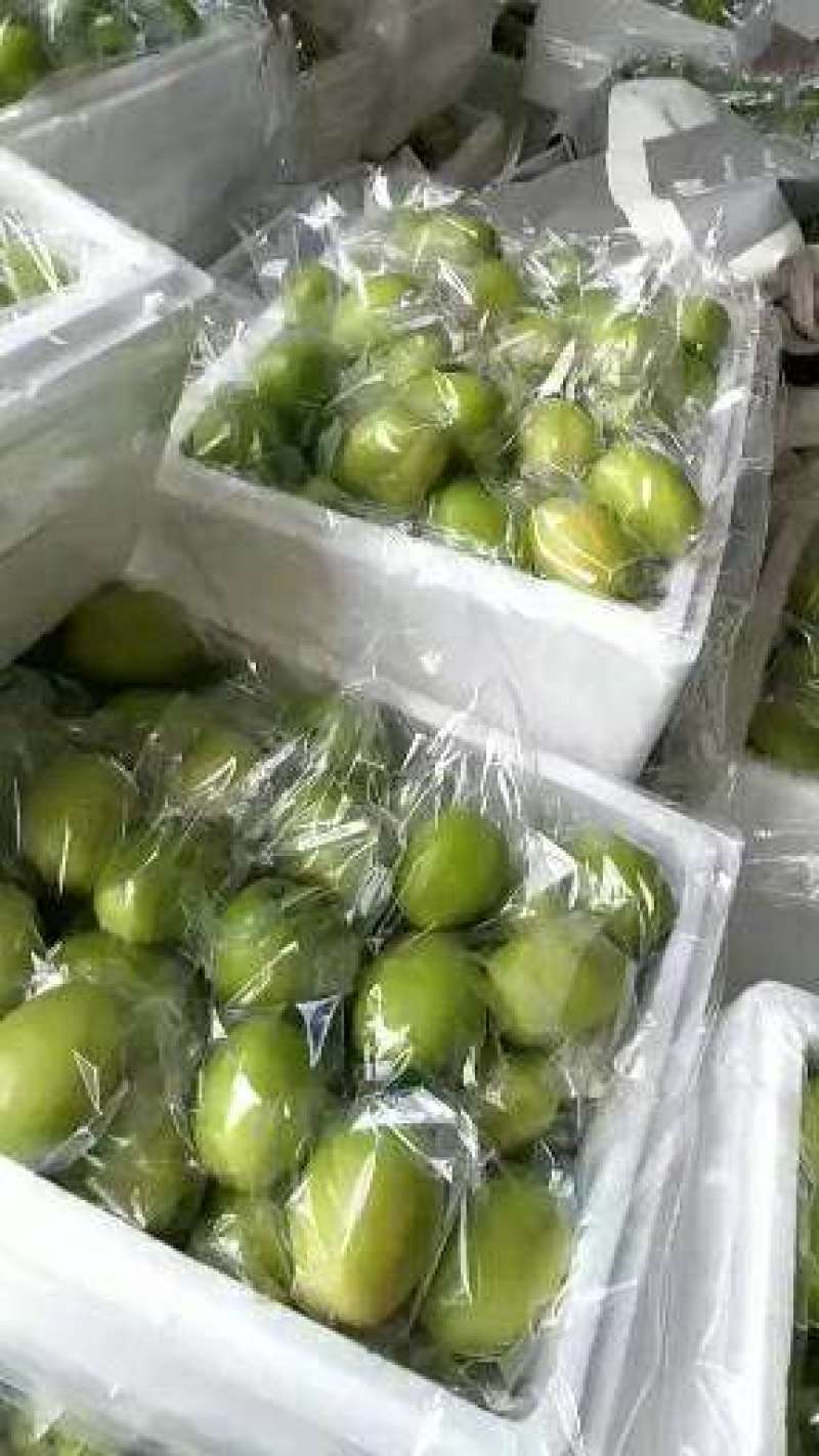 青枣牛奶枣云南大青枣小果大果大量上市品质好选择性强