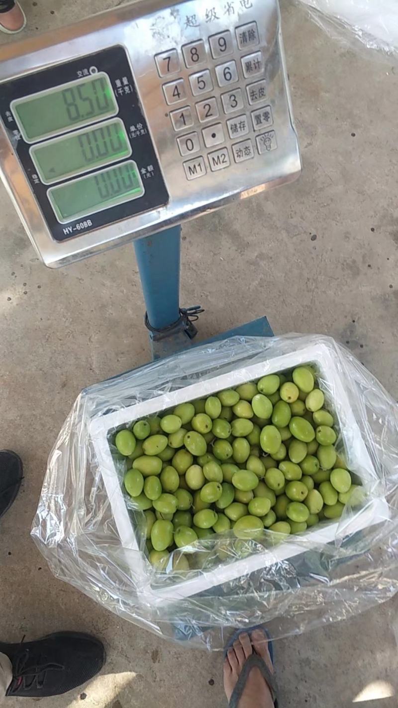 青枣牛奶枣云南大青枣小果大果大量上市品质好选择性强