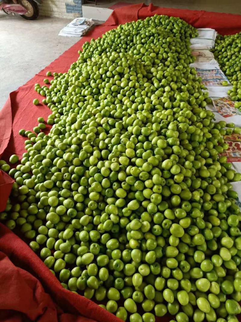 青枣牛奶枣云南大青枣小果大果大量上市品质好选择性强
