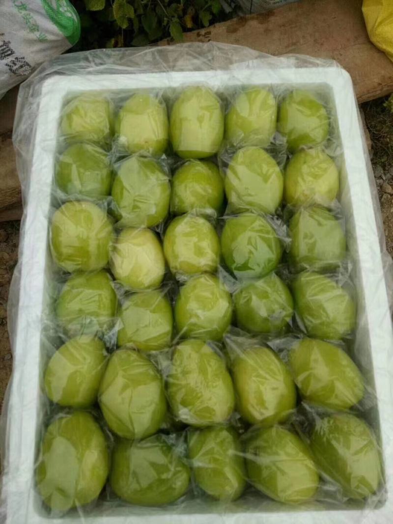 青枣牛奶枣云南大青枣小果大果大量上市品质好选择性强