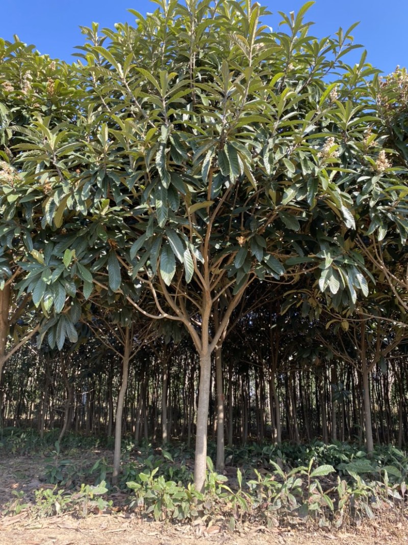 枇杷树