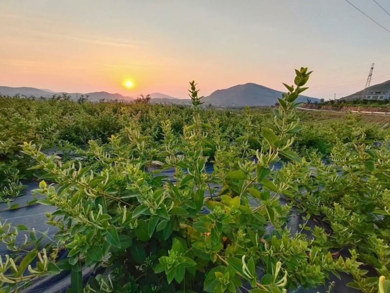 鲁平一号北花金银花苗高产型超长花期基地直销种植回收
