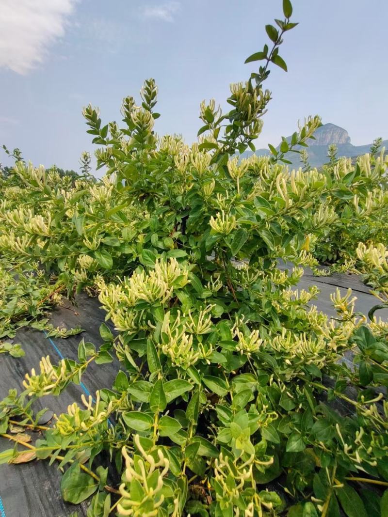 鲁平一号北花金银花苗高产型超长花期基地直销种植回收