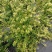鲁平一号北花金银花苗高产型超长花期基地直销种植回收