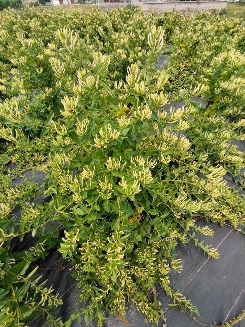 鲁平一号北花金银花苗高产型超长花期基地直销种植回收