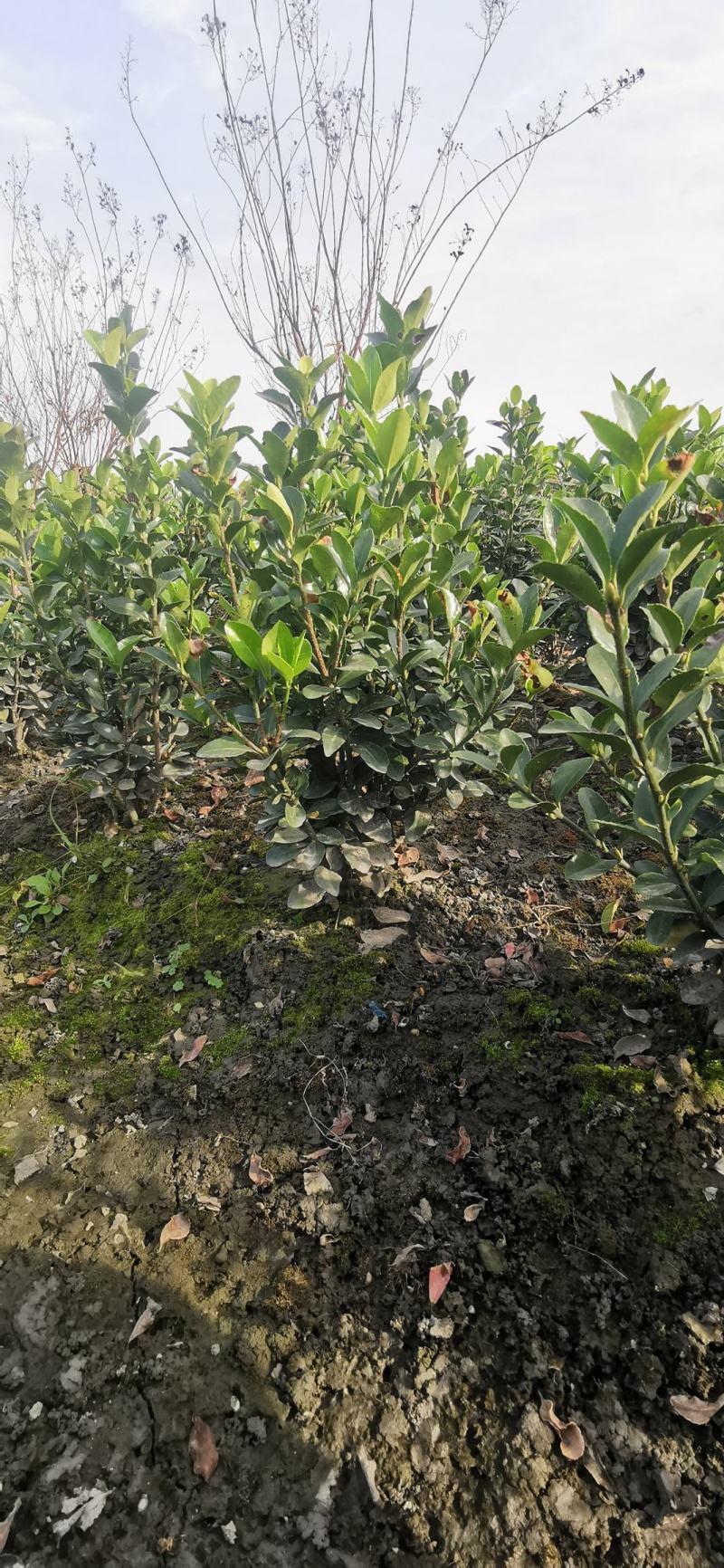基地直销万年青大叶黄杨毛球