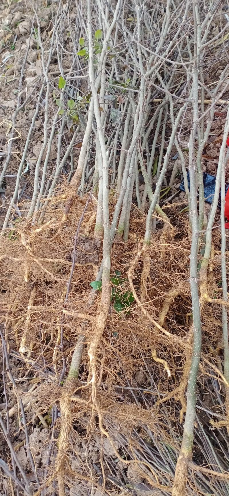 大红袍花椒苗无刺苗花椒苗两年大红袍花椒苗现挖