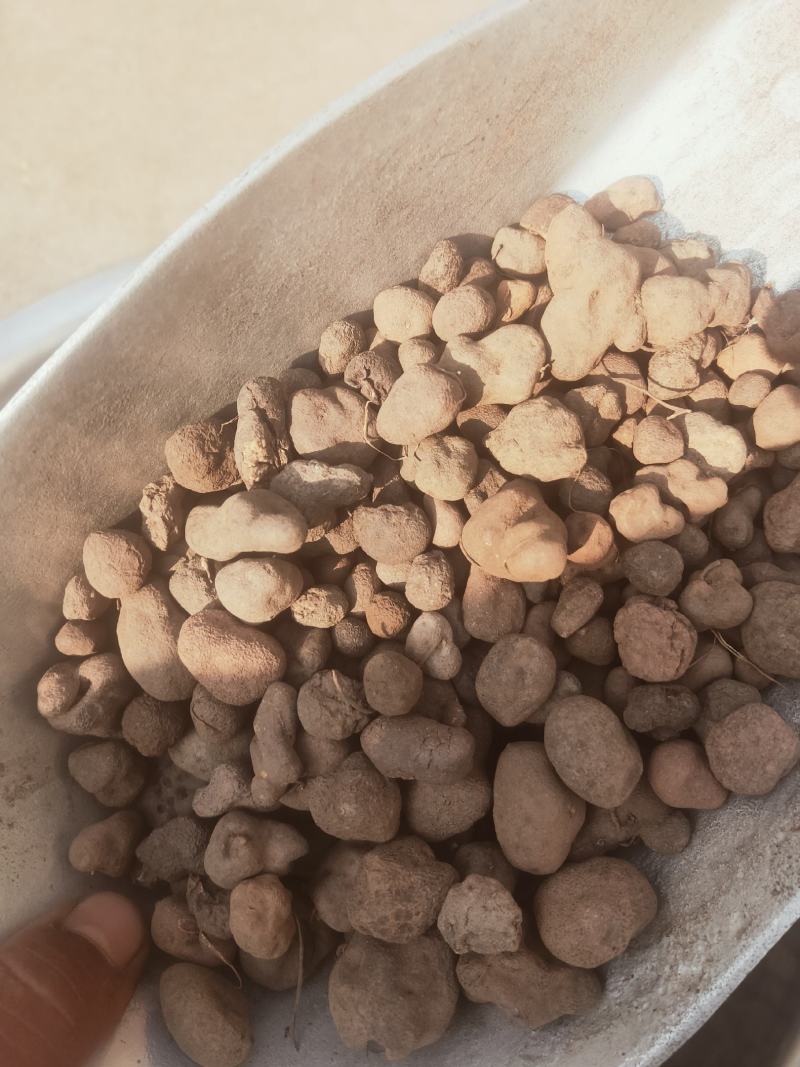 雷丸雷实竹苓竹铃芝货好量大代抓各种药方