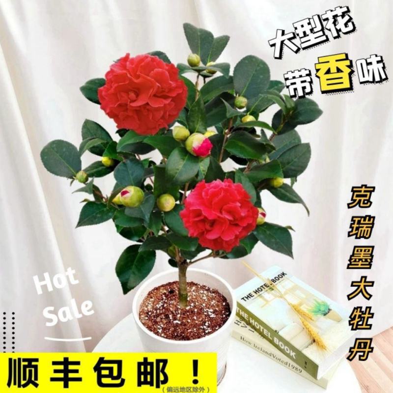 克瑞墨大牡丹茶花福建省龙岩市漳平永福镇基地原盆原土发货