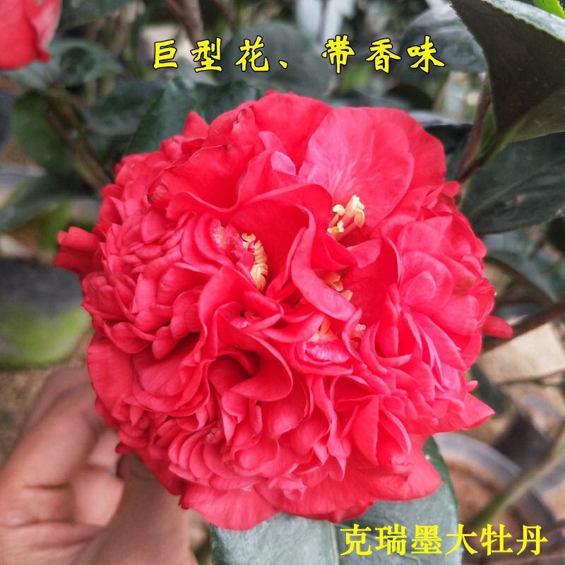 克瑞墨大牡丹茶花福建省龙岩市漳平永福镇基地原盆原土发货