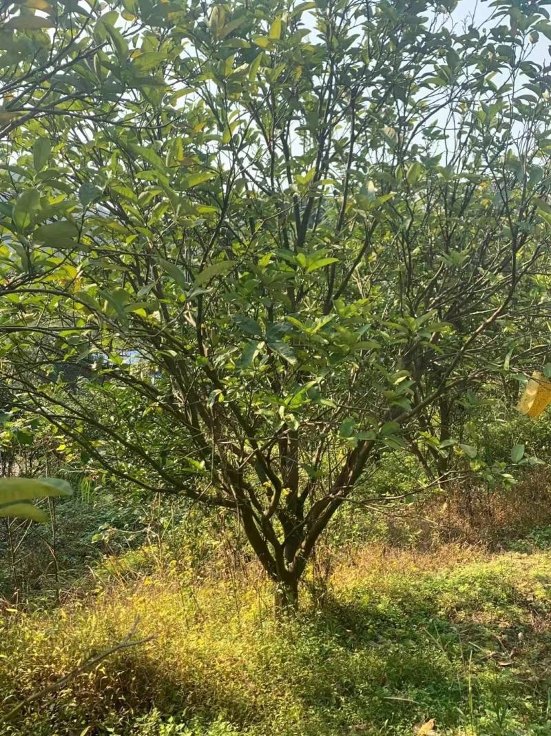 基地直销各规格精品香泡，量大从优