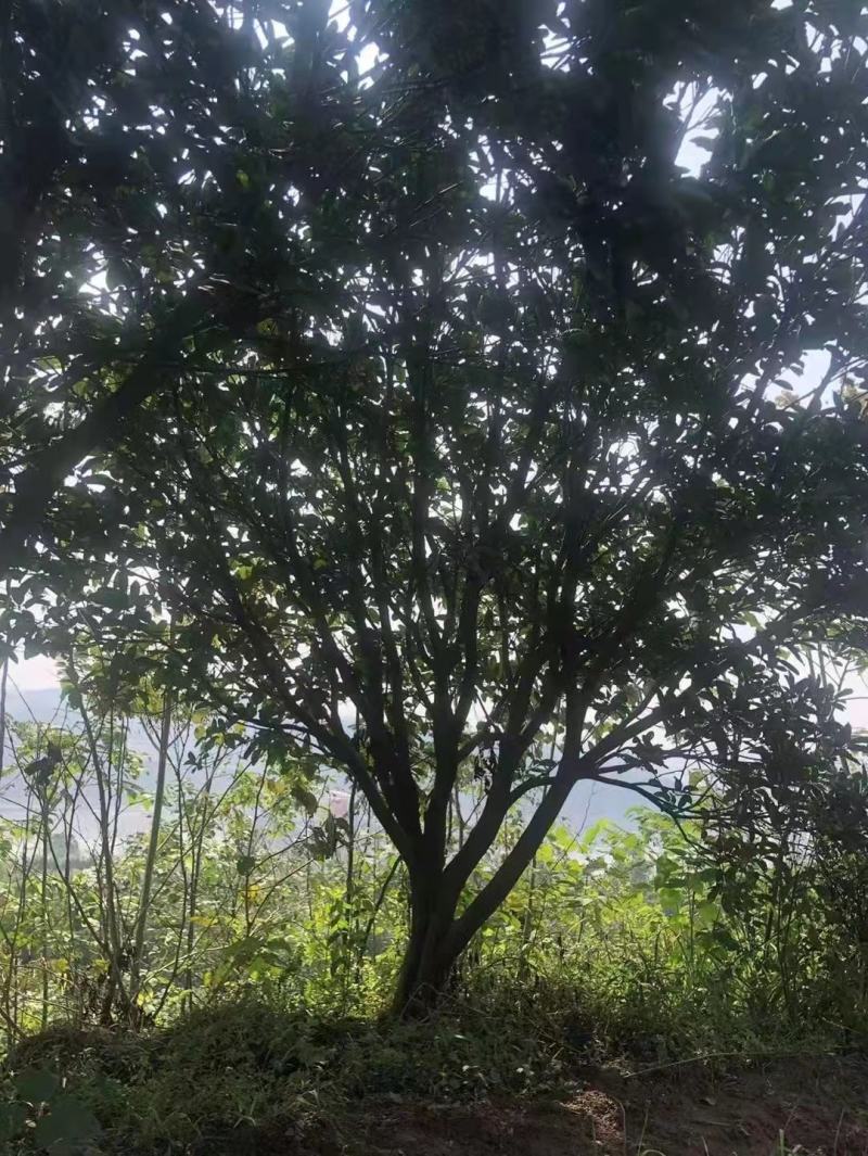 基地直销各规格精品香泡，量大从优