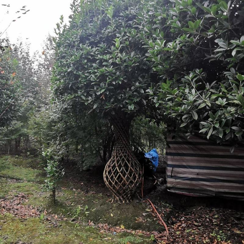 基地直销精品桂花花瓶