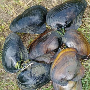 大量河蚌批发，全国物流隔天到
