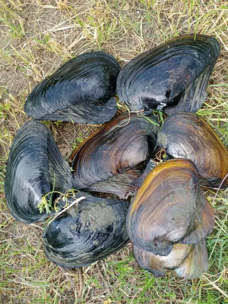 大量河蚌批发，全国物流隔天到