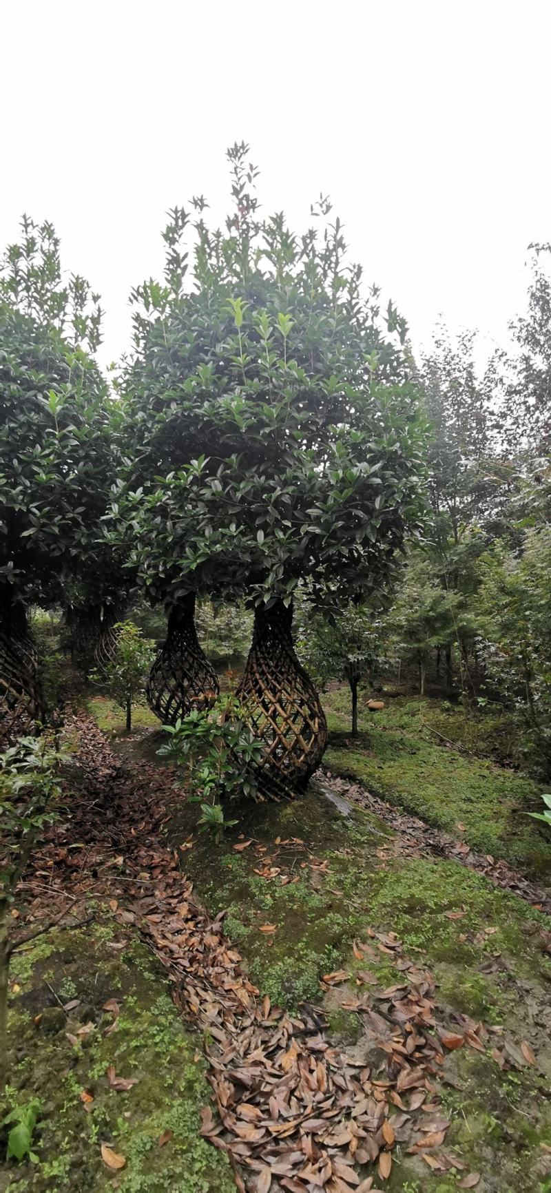 基地直销精品桂花花瓶