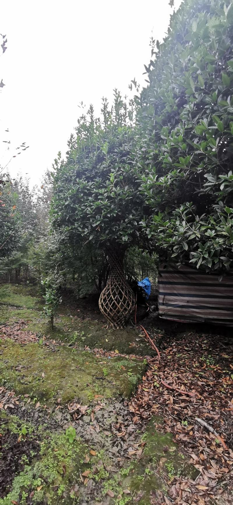 基地直销精品桂花花瓶