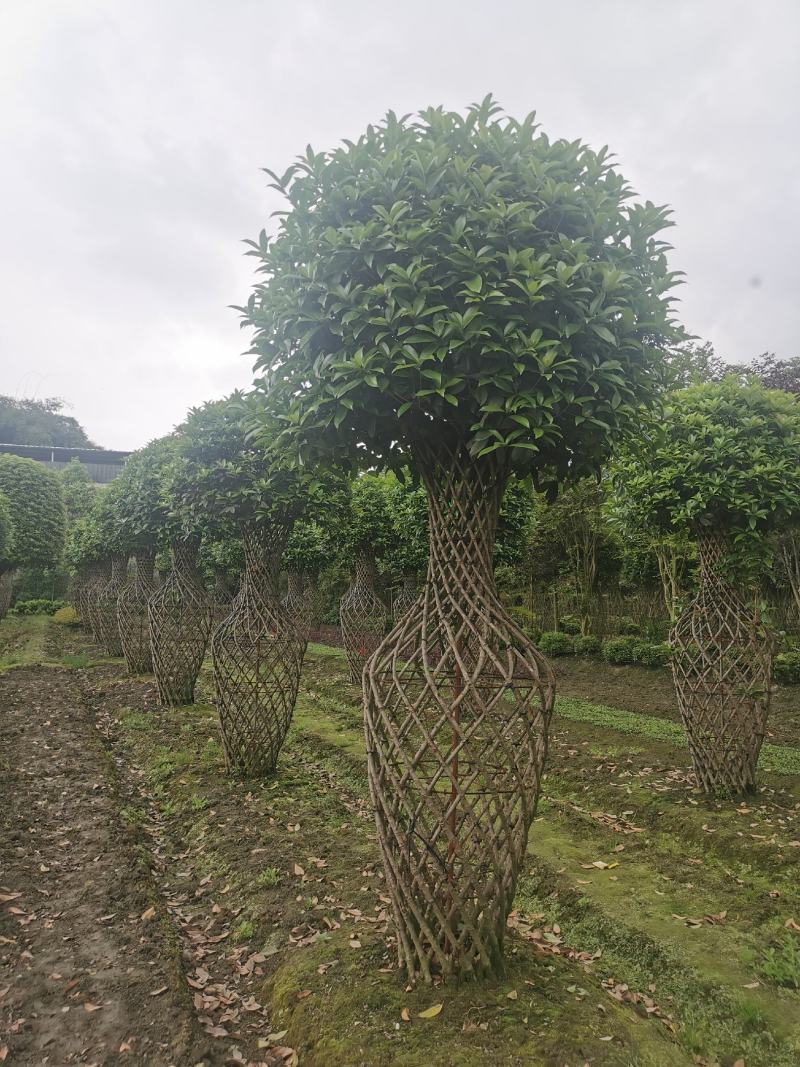 基地直销精品桂花花瓶