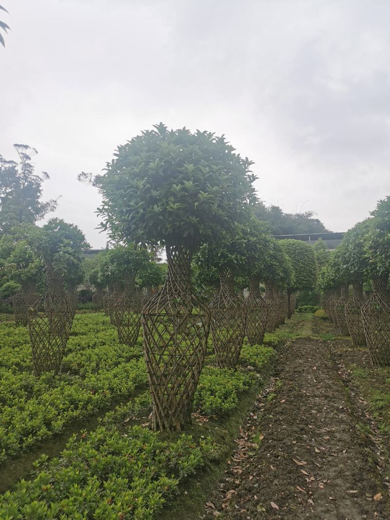 基地直销精品桂花花瓶