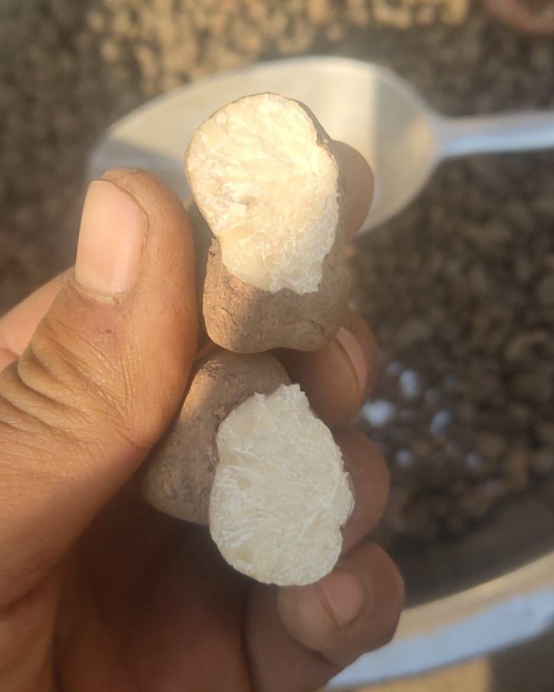 雷丸雷实竹苓竹铃芝货好量大代抓各种药方