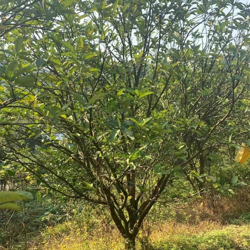基地直销各规格精品香泡，量大从优