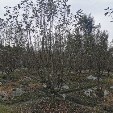 成都地区批发各规格精品绚丽海棠北美海棠