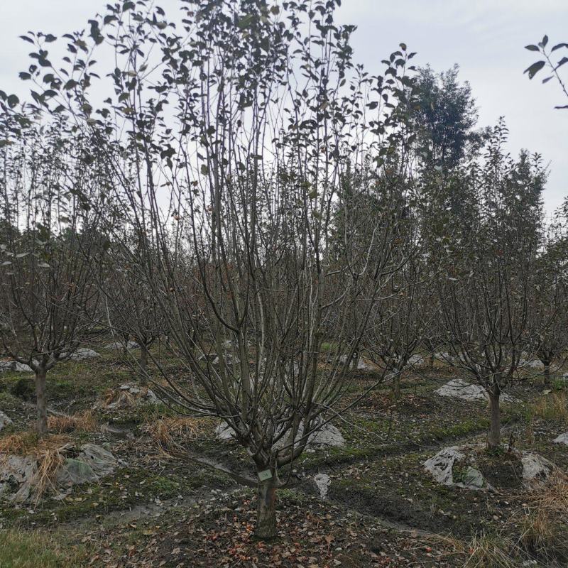 成都地区批发各规格精品绚丽海棠北美海棠