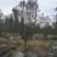 成都地区批发各规格精品绚丽海棠北美海棠