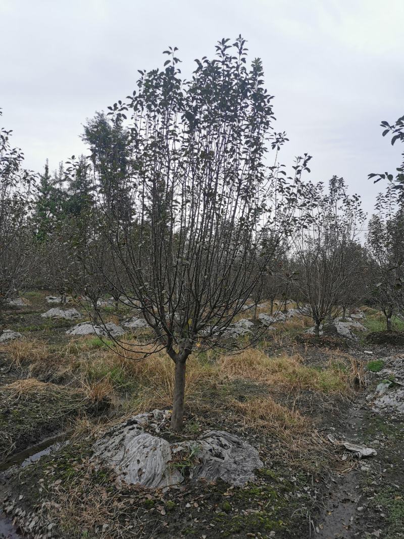 成都地区批发各规格精品绚丽海棠北美海棠