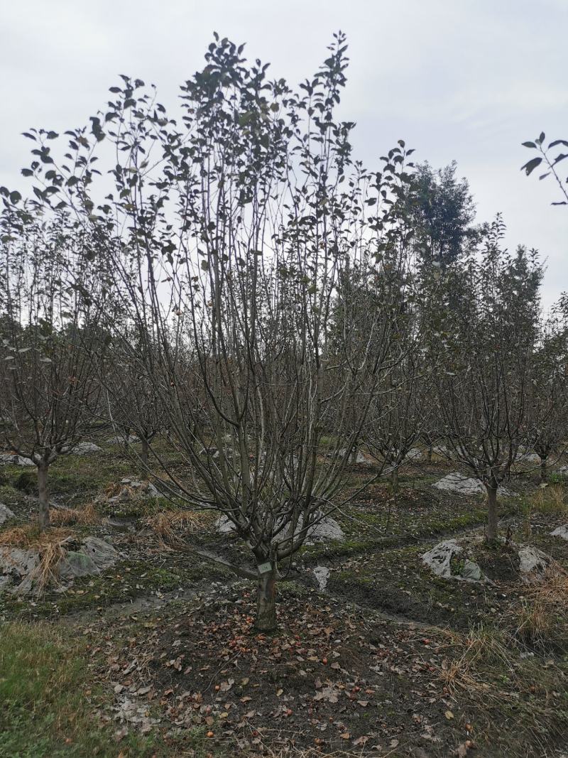 成都地区批发各规格精品绚丽海棠北美海棠