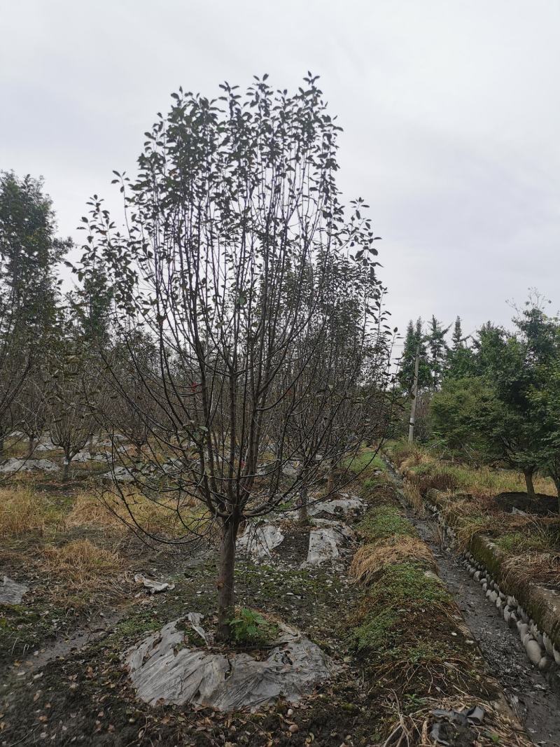 成都地区批发各规格精品绚丽海棠北美海棠