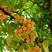 银杏种子精选优质种子白果种子银杏树种子苗木树种子