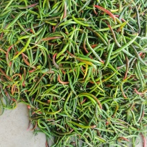 花线椒