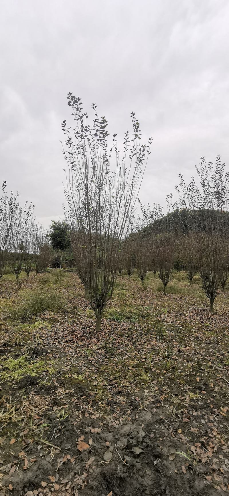 基地直销各规格精品西湖海棠