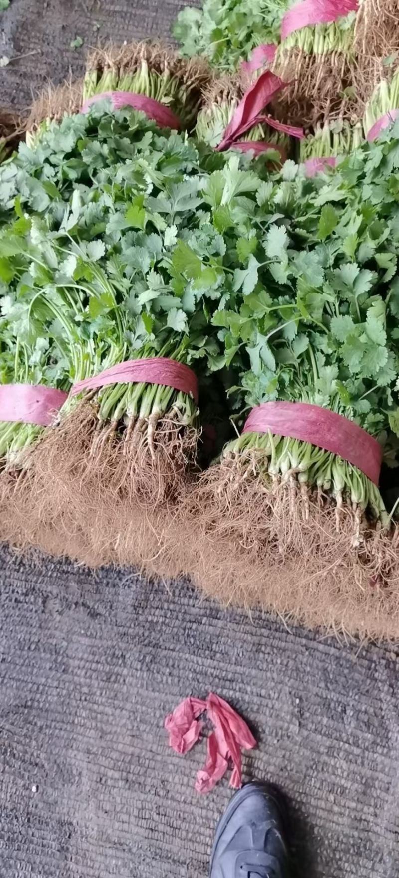 邯郸市永年县，大量供应暖棚，香菜一手货源产地直发，诚信代