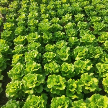 河南滑县精品生菜散叶生菜叶菜产地直发货量充足量大从优