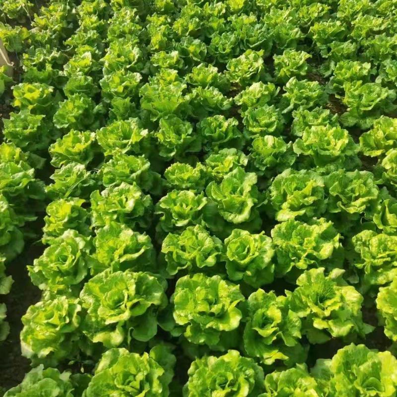 河南滑县精品生菜散叶生菜叶菜产地直发货量充足量大从优