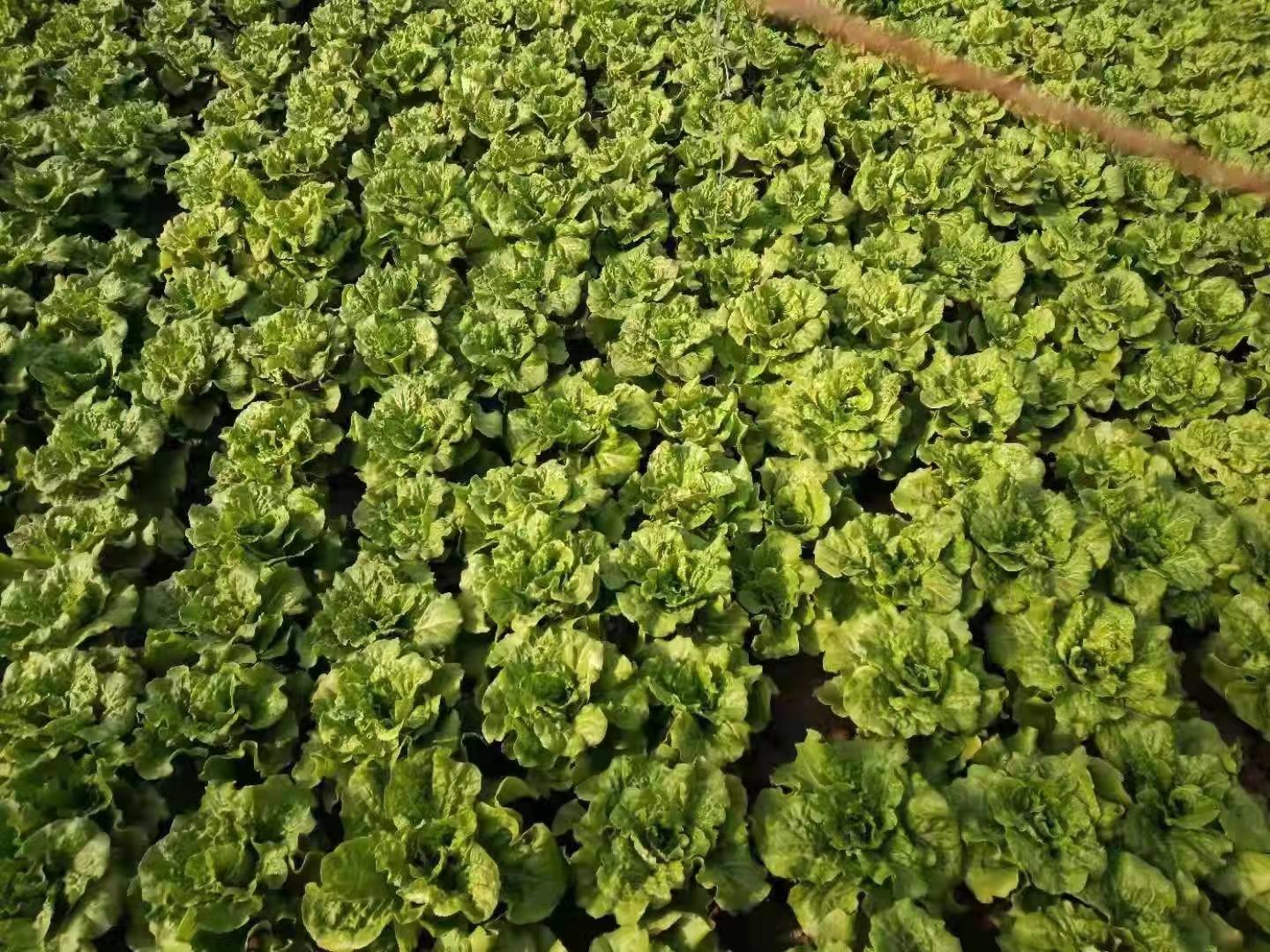 一片开阔的现代化蔬菜基地中,整齐排列的散叶生菜长势旺盛,叶片呈波浪形、嫩绿色,阳光照射下泛着光泽,土壤湿润,植株间距均匀,背景可见滴灌设施和遮阳网覆盖 美国大速散叶生菜田间生长实景
