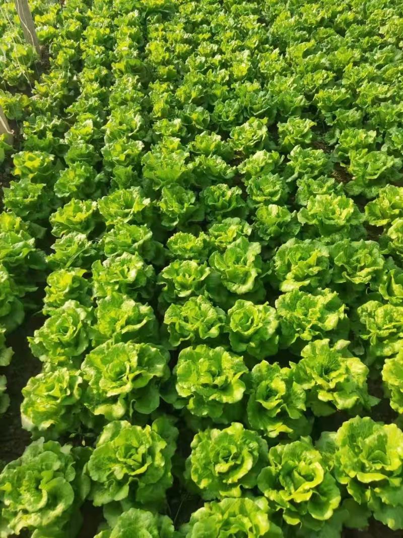 河南滑县精品生菜散叶生菜叶菜产地直发货量充足量大从优