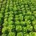 河南滑县精品生菜散叶生菜叶菜产地直发货量充足量大从优