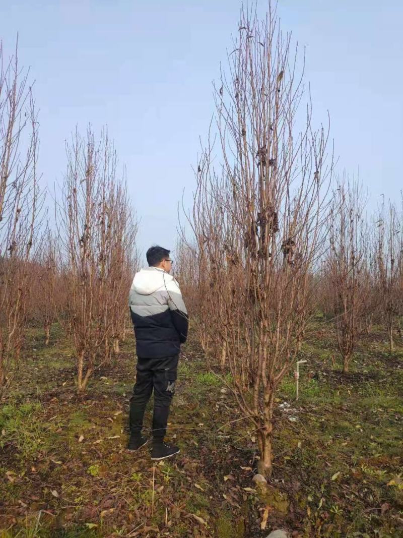 基地直销各规格精品照寿桃，龙柱碧桃，量大从优，欢迎选购
