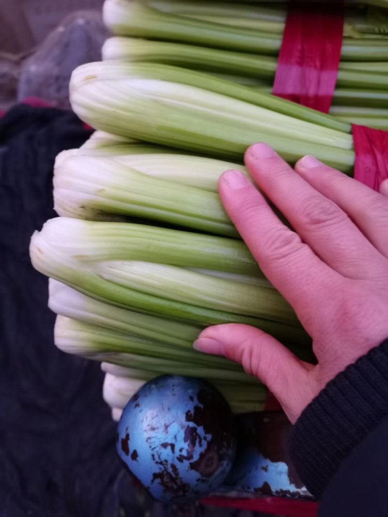 邯郸精品芹菜条形直色泽鲜，基地直发，量大价优，欢迎来电选购
