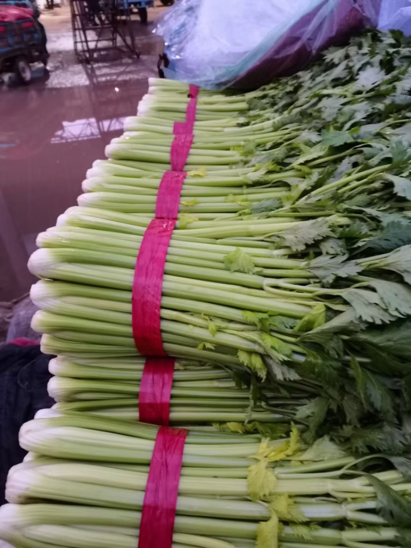 邯郸精品芹菜条形直色泽鲜，基地直发，量大价优，欢迎来电选购
