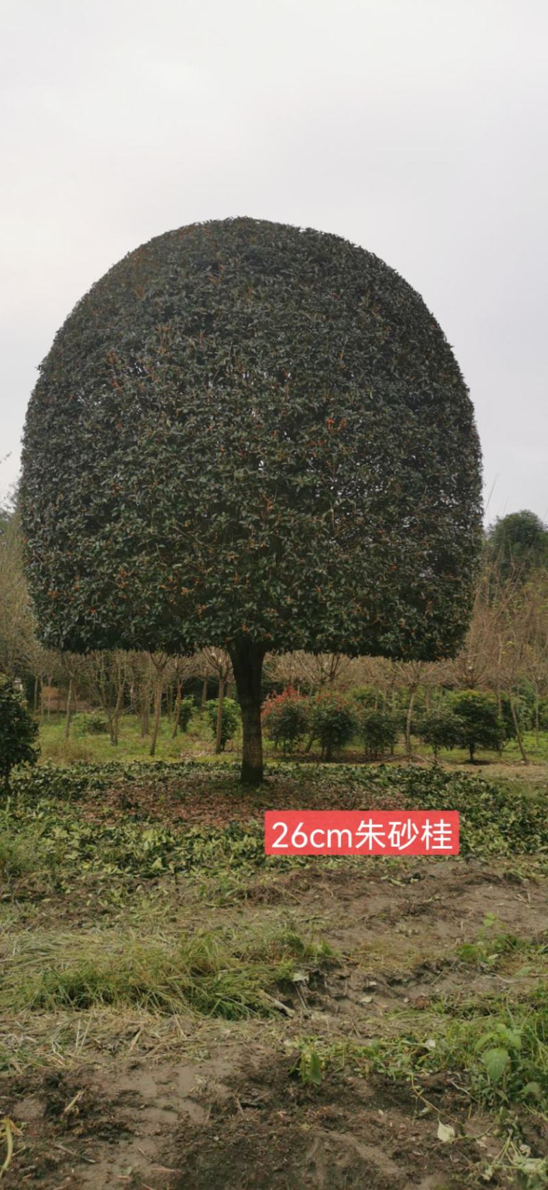 自产自销精品朱砂桂，欢迎选购，