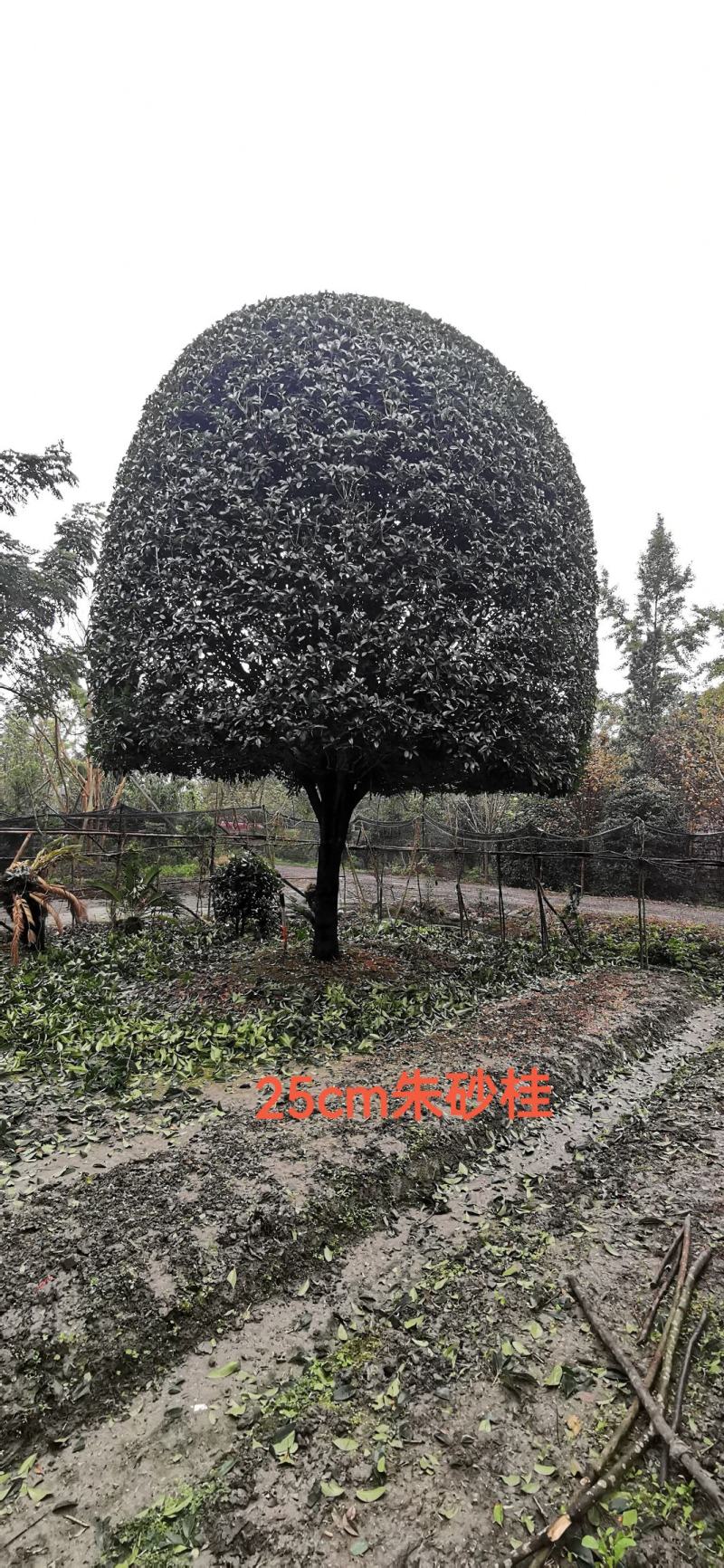 自产自销精品朱砂桂，欢迎选购，