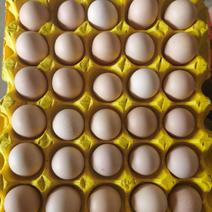 大量供应普通鸡蛋，红心鸡蛋